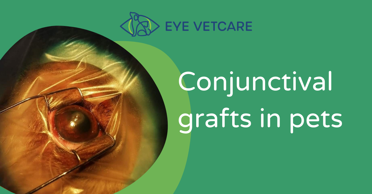 Conjunctival grafts in pets Eye Vetcare